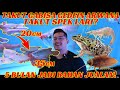 MAU BESARIN ARWANA TAKUT SPEK LARI? INI SEMUA JAWABANNYA!