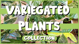 ALL of the VARIEGATED Plants in My Collection | 29 Plants 😱