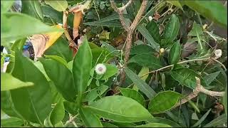 Sonchus oleraceus flowers#viral #nature