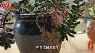 网友：多肉植物长气根毛细根是怎么回事，如何处理？这三大类原因