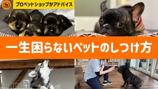 1日中犬の鳴き声で辛い・・・しつけで困らない為の3つのポイントを徹底解説