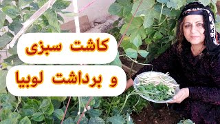 کاشت سبزی و بردا‌شت لوبیا