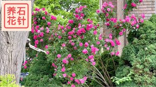 一种耐寒、开花多的月季玫瑰 - 是'Angela ®' Rose 吗？（网友推荐：John Cabot rose，john davis rose）