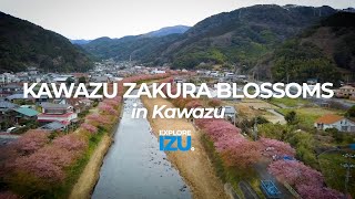 Kawazu - Kawazu Cherry Blossoms