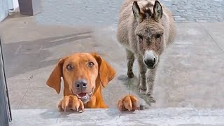 When your dog brings home a new friend 🙈🤣Funny Animal 2023