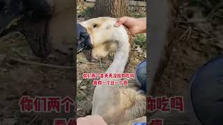 记录我的农村生活 #黑天鹅#duck