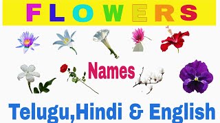 ⚡ Flowers ⚡ name in Hindi Telugu English  2021 II GaneshInsight