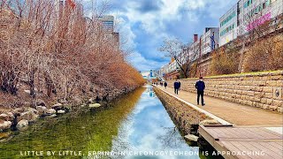 [4K SEOUL] 꽃샘추위에도 시나브로 찾아오는 청계천의 봄 | Little by little, spring in Cheonggyecheon feels approaching