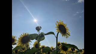 Sunflowers in Tsunan Town. Tsunan Town, Niigata Prefecture, Japan