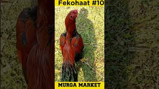 Feko haat  # 10/ fekoghat murga market/ #shorts #murga #sigmarule