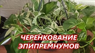 Черенкуем Эпипремнум и Сциндапсус 🌺