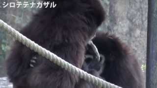 高知県立のいち動物公園「シロテテナガザルの親子」