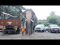 പാമ്പാടി സുന്ദരൻ pampady sundaran elephant