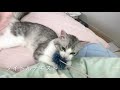 【子猫】はっさくが朝から遊べと要求します【サイベリアン】