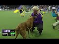 可愛い犬たち！ドックショウ　dog show