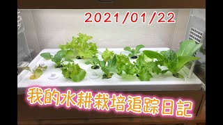 《屋內種菜》水耕蔬菜🥬記錄（一）--孵芽方式\u0026水耕機蔬菜進度