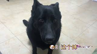 主人我很爱你💕我准备出去住🙄但请别误会😂 | 搞笑东德牧羊犬German shepherd Funniest Animals