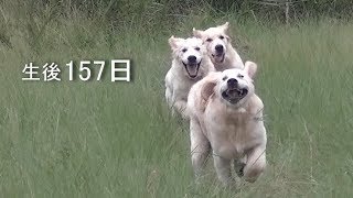 アイン村 チロの子生後157日目 おいで!! の練習 リロ,ロワ,チワ（ゴールデンレトリバー子犬）