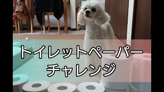 【チャレンジ】ジョーのトイレットペーパーチャレンジ！！果たして何段乗り越えられるか、、