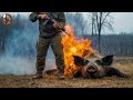 How Australian Farmers Deal With Million Wild Boars And Red Foxes | Farming Documentary