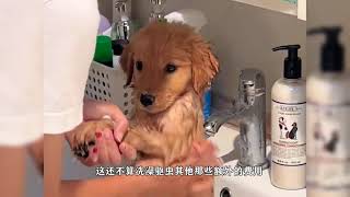 🐕 小金毛的劝退指南