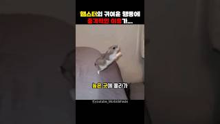 햄스터의 귀여운 행동엔 충격적인 이유가...