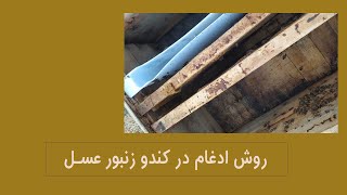 این کندو زنبور عسل ضعیف چیکار کنم؟ و چطور می تونیم یه کندو ضعیف ادغام کنیم برای زمستان گذرانی