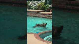 Beary Nice! Mamma Bear and Cub Take a Dip in California Pool