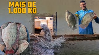 SOLTAMOS  MAIS DE 1 TONELADA  DE TILAPIA NO TANQUE DE ALVENARIA, Depois de 3 meses  sem peixes