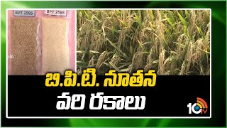 బి.పి.టి. నూతన వరి రకాలు | BPT New rice varieties | Matti Manishi | 10TV News