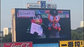 2024.07.05 試合前のつば九郎 きょうのひとこと ゲストでジャビット 明治神宮野球場