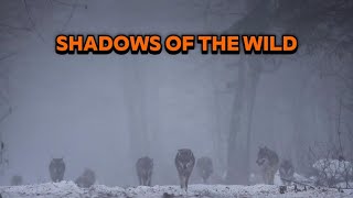 Wolves Documentary | The Untold Story of Nature’s Perfect Predator