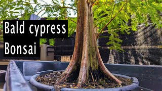 Bald cypress Bonsai Project.