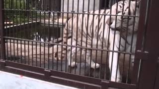 2015.7.20 宇都宮動物園☆ホワイトタイガーのアース【White tiger】_09