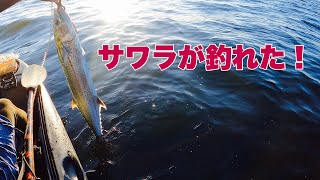 漸くサワラが釣れました