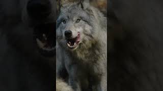 Wolf World Largest Wolf