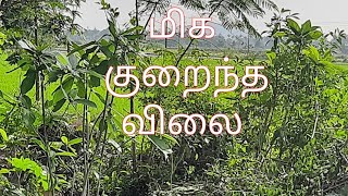 வந்தவாசி டு ஆரணி சாலையில் தாடி நுளம்பை நாலு ஏக்கர் 50 சென்ட் நிலம் விற்பனை ஒரு சென்ட் 8500 ரூபாய்