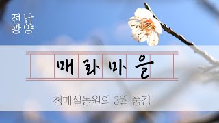 광양 매화마을. 청매실농원. 매화여행. 광양꽃여행. 꽃여행지 추천. 3월여행지 추천.