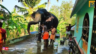 പനക്കൽ നന്ദന്റെ നീരാട്ട് | Panakkal Nandan | Kerala Elephants