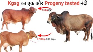 कामधेनु गौशाला का एक और progeny tested साहीवाल नंदी🔥| kgsg sahiwal bull result | kgsg sahiwal cow