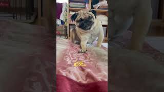 【パグ】顔で伝わる必死さ。#パグ #pug #shorts #日常 #癒し #犬のいる暮らし