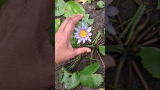 Ambal flower #flowers#nature #youtubeshorts #shorts