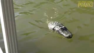 Remote Controlled Alligator Prank 2018 Boat Cops Called!