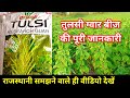 Tulsi guar seeds/guvar ki top variety/tulsi deepak gawar seeds/unnat variety/how to cultivate