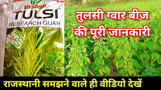 तुलसी ग्वार बीज/guvar ki top variety/tulsi deepak gawar seeds/unnat kism/kheti kab kaise karen