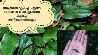 Arogyapacha|| Trichopus zeylanicus / arogyapacha malayalam