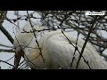 eurasian spoonbill nesting lepelaar nesten