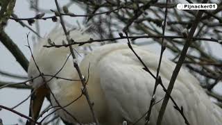 Eurasian spoonbill nesting - lepelaar nesten