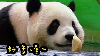 圓寶靠近窩窩頭聞聞聞，圓寶說：這個好香|熊貓貓熊The Giant Panda Yuan Yuan and Yuan Bao|台北市立動物園