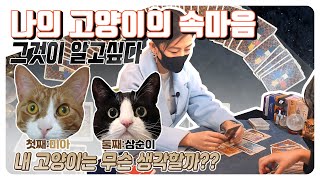 [타로카드]펫타로보기 내 고양이의 속마음타로,무슨 생각하니?,동물궁합